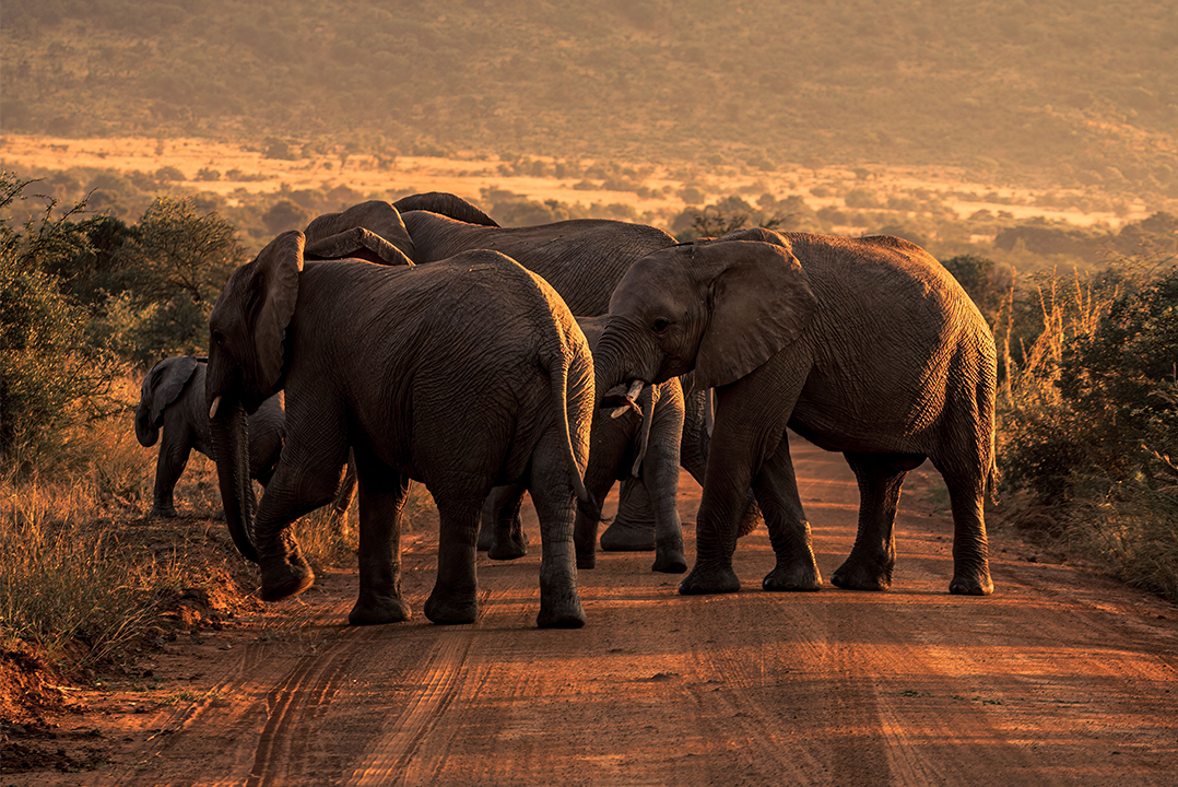 South Africa Visit Visa